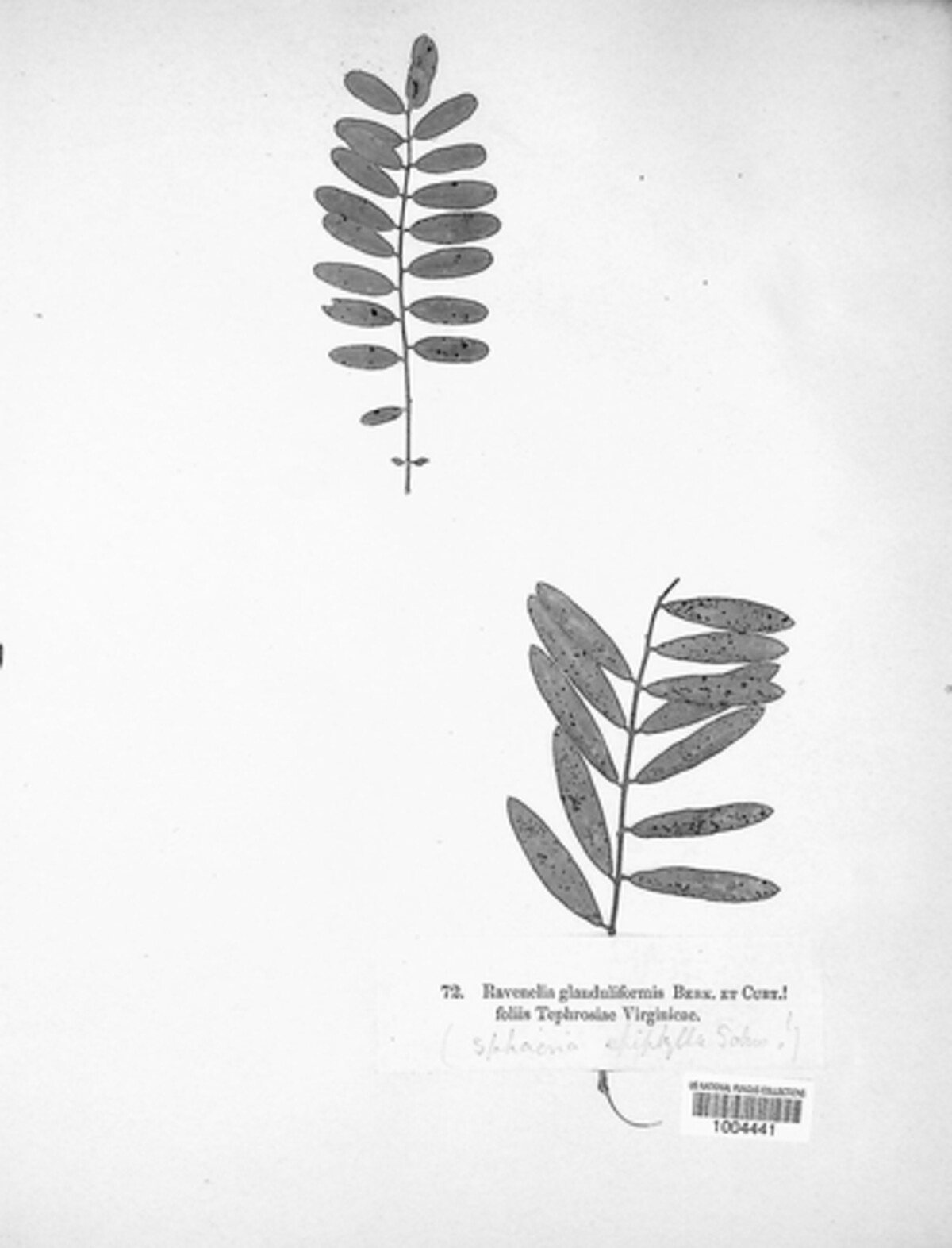 Ravenelia glanduliformis image